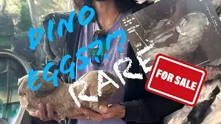 For Sale Rare Twin Dinosaur Eggs?!? Stone Goddess Rock Shop Tour 