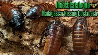 Madagascar Hissing Cockroach - Reign of the ROM Roach Kings (Gromphadorhina portentosa)
