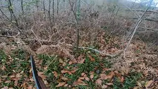 chasse a la becasse avec Rahan setter gordon