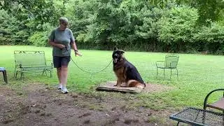 Zev - leash work + place intro