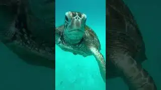 Turtle @ Redang Island, Malaysia
