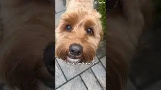 He sure got a smile #puppy #dog #cavapoodog #cavapoo