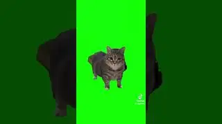 BRAINROT FOR CATS LOOP