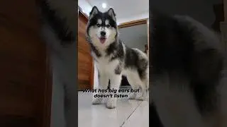 Husky things😅😅#huskylife #huskyworld #huskylovers #dogshorts #huskyshorts #comedyshorts #puppyshorts