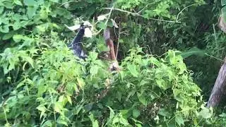 JM Backyard Farm | MALULUSOG ANG ATING MGA ALAGANG KAMBING DAHIL SA PAGPAPASTOL ANG MALINIS NA BAHAY