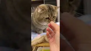 Both adorable cats eat crunchy cookies from the same piece #cute