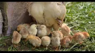 Mother Hen's Final Message
