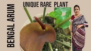 Unique rare bloom #Typhonium #bengalarum #medicinalplant #viralvideo #uniqueplants