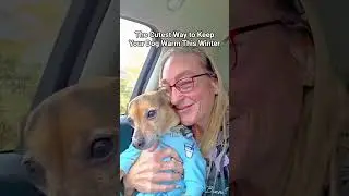 Dogs in Spark Paws Pajamas