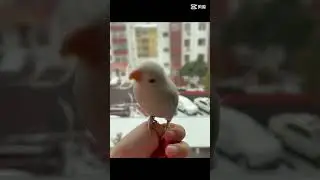 Meet The Small Bird🕊️ #smallbird #smallbirds #bird #birds #birdshorts #bis7ven