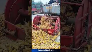 Corn harvesting for beginners: a simple guide to corn farming