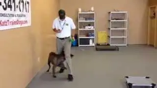 Reno Dog Trainer Adam G. Katz Teaching, 