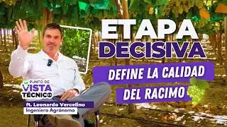 Formación uva de mesa: logra racimos grandes y equilibrados | Vercellino en Punto de Vista Técnico