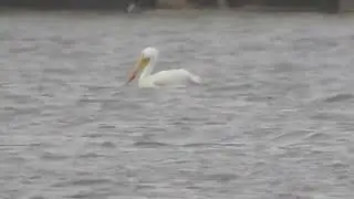 WhitePelican
