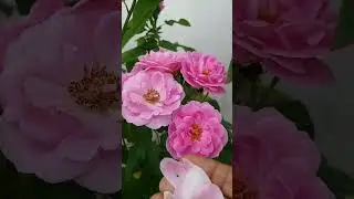 Panner Rose benifits #rose #tamil #gardening #roseflower #rosegarden #maadithottam #gardeningtips