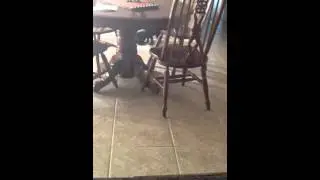 Dog waiting for mom to get home and play