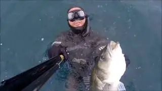 PESCA APNEA  - SPIGOLONE XXXL con Alessandro Chimienti - MASSIVE SEA BASS SHOT WITH ROLLER GUN