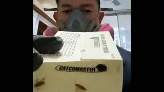 Professional cockroach pest control technician   cockroach removal in Calgary Alberta