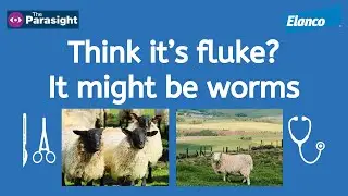 Wintering sheep: hidden worms (part 1)