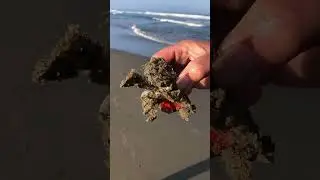 Creepy creature found in the sand at the beach #nature #beach #strange