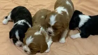 Cavalier Puppies Live: Snowstorm Spotlight - Luna's Litter!