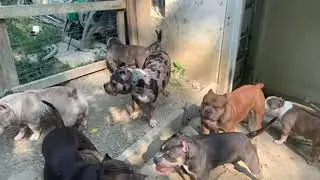 Transformation Kennels is going live yard!