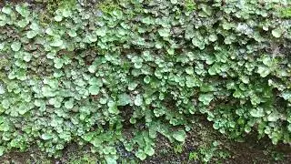 Wildcat Den State Park mossy drips