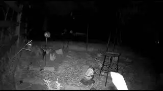 Night Visitor in the Garden