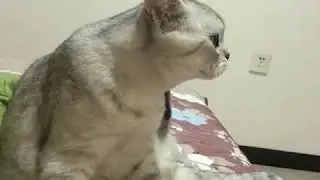 Kočka mluv&iacute; 😂