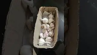 How to store garlic fresh for long time | Storage hacks Video Shorts###