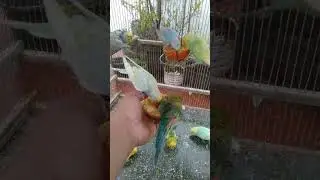 This Amazon bird toy is SO COOL#birds#parrot #birdslover #budgis #lovebirds #budgiegar #cute #health