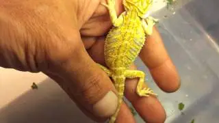Bearded dragon colony update since my 3 new one..