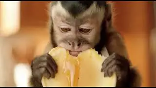 I Hired a Monkey to Make My Breakfast&hellip; and It Was Perfect 🥞🐒