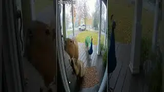 Security Camera Captures Unexpected Animal Visitors at Night | Real Footage in Front of the House