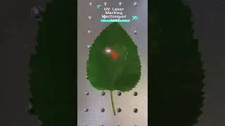 UV Laser Marking on Leaf