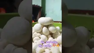 Small farm, quality harvest 🍄 Daily mushroom farming vlog with real learning🌱#shortfeed#viral#facts.