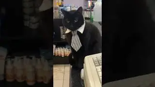 cat manager #cat #funny #cats #kitten #cute #shorts