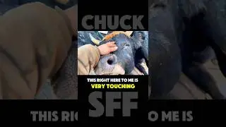 A touching moment between man and beast #steinmetzfamilyfarm #bull #chuck #love