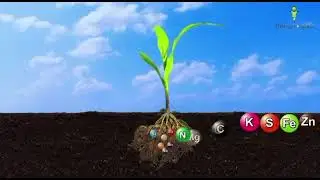 Tropical Agrosystem Propel पोषक तत्व और कार्बन का अपूर्व भंडार 