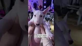 This is Joy. Pls don&rsquo;t call Joy a piggy 🥺🥺🥺 #shorts #dogs #cute #meme #funny #shortsfeed #pets