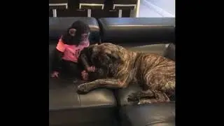 FUNNY AND CUTE DOGS  PAOLIDOG COMPILATION  44