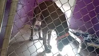 Shimmer 2y Pet Id 947374 kennel 13 HSSAZ shelter lovely time with a new face 2 me Shimmer20250808442