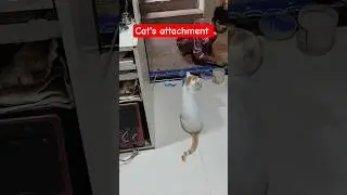 Cat's attachment #manyathecat #attachment #catshorts #catvlog #short