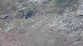 Dos jabal&iacute;s, Sus scrofa, campo a trav&eacute;s, Serra do Faro de Avi&oacute;n