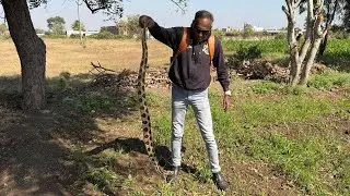 । Big Russell&rsquo;s Viper was wandering into bushes।