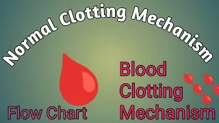 Normal Clotting Mechanism 
