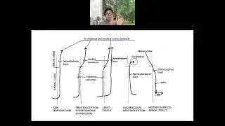 Neurology for NL3 2023_Part 1 อ.พิเชฐ อ.ธนนันท์