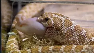 Heterodon i Lampropeltis dostały nowe terraria 😍 I po myszy 😈