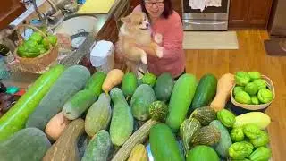 Fenny 's garden 2025 #garden  #wintermelon  #chayote #loofah #cucumber #bitter #pomsky #pomskylife