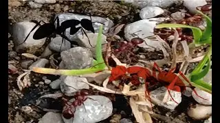 Rote Gartenameise vs. Grauschwarze Sklavenameise | Gebietskampf 2🐜